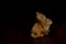 Cats together stand on a dark background in the night