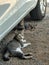 Cats under car