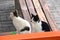 Cats us together friendship accompaniment