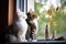 cats on a windowsill watching birds in a feeder outside