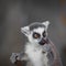 Catta lemur on a tree branch at the zoo