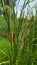 Cattail