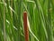 Cattail