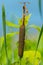 Cattail