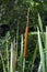 Cattail, aquatic plant occurring in various regions and climates