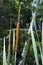 Cattail, aquatic plant occurring in various regions and climates