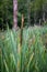 Cattail Background