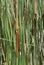 Cattail background