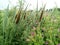 Cattail broadleaf Typha latifolia and beautiful pink flowers on the outskirts of the city. Beautiful photowall-paper