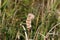 Cattail closeup with green background