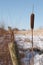 Cattail And Fence