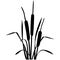Cattail grass bush EPS vector file format