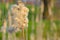 Cattail grass or Typha is a genus of about 30 species of monocotyledonous flowering plants