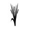 Cattail icon vector. reeds illustration sign. swamp symbol. grass logo.