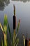 Cattail leaves and flower with spider tulips, growing near water, summer time