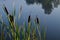 Cattail leaves and flower with spider tulips, growing near water, summer time