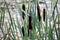 Cattail leaves and flower with spider tulips, growing near water, summer time. Acorus - cattail bush