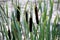 Cattail leaves and flower with spider tulips, growing near water, summer time. Acorus - cattail bush