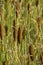 Cattail mace Typha latifolia