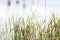 A cattail plant grass background