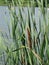 Cattail plants by the river