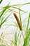 Cattail or reedmace plant with narrow green leaves and flowering brown spike is growing beside of pond