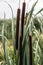 Cattail and reeds grow in one of the swamps close-up