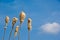 Cattail Seed Heads