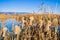 Cattail seeds ready to burst