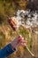 A cattail on a stalk in a female hand scatters in the wind on an autumn blurred background.