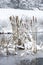 Cattail stalks in a frozen pond covered in fresh snow.