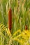 Cattail in the Summer