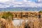 Cattail and tule reeds growing on the shorelines of a creek in south San Francisco bay; Green hills and snow covered mountains