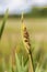 Cattail - Typha