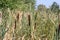 Cattail (Typha)