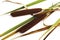 Cattail (Typha), close-up