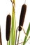 Cattail (Typha), close-up