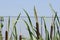 Cattail Typha latifolia