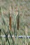 Cattail Typha latifolia