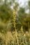 The cattail Typha latifolia