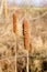 Cattail (Typha latifolia).