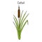 Cattail Typha latifolia , or common bulrush, great reedmace, wetland plant