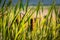 Cattail (Typha latifolia), tall marsh grasses in a wetland