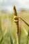 Cattail - Typha - macro