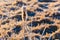 Cattail white with frost close-up. Temperature drop concept. Sunny morning landscape