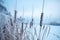 Cattail in winter growing in a frozen pond