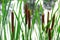 Cattails