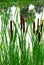 Cattails