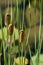 Cattails