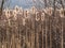 Cattails in Afternoon Backlighting